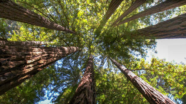 How Our Tree Care Process Works  in  Wingate, NC